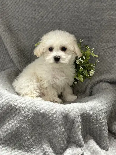 Pure Bichon Frise Puppies( not papered) ready for their new loving homes, puppies have calm temperam...