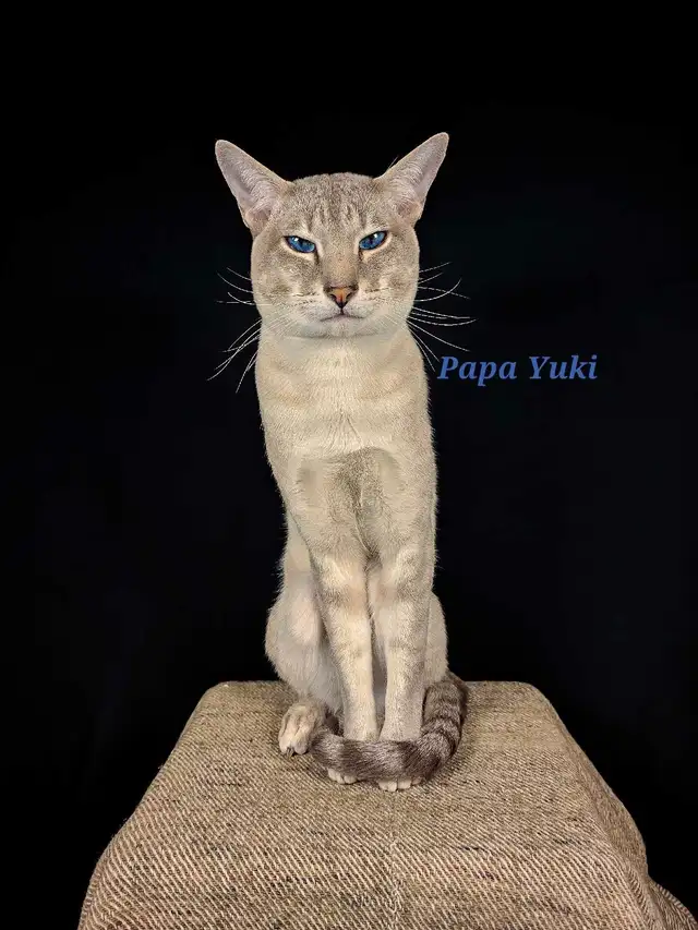 Magnifique chaton Bengal-Siamois! in Cats & Kittens for Rehoming in City of Montréal - Image 6
