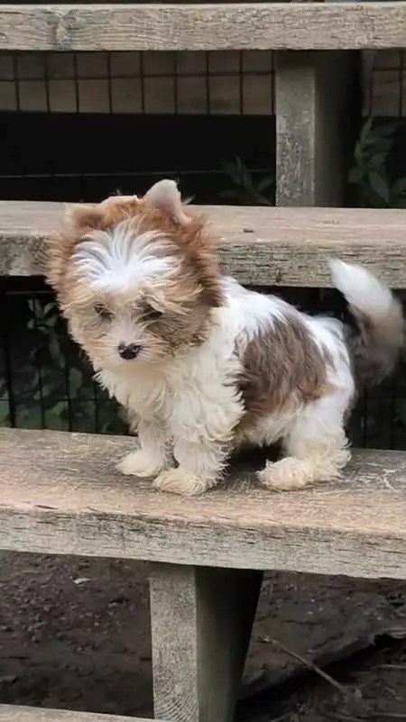 Blue eyed Yorkie in Dogs & Puppies for Rehoming in Oshawa / Durham Region - Image 7