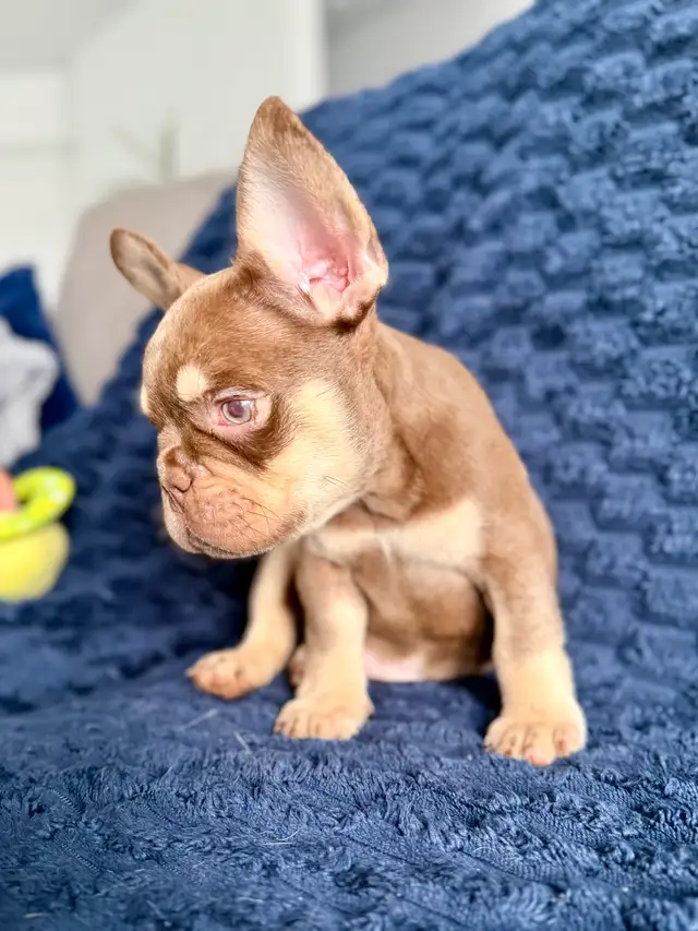 bouledogue français in Dogs & Puppies for Rehoming in Drummondville - Image 4