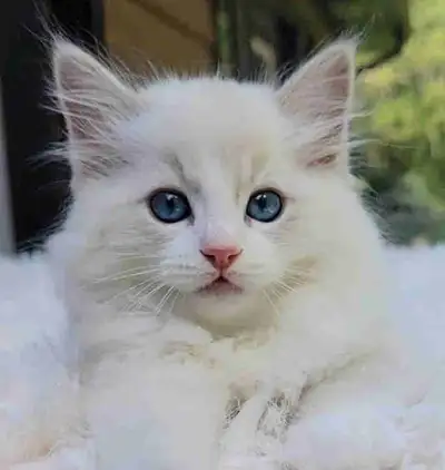 Blue Bicolor Lynx Ragdoll TICA Kitten - Available Now, View more