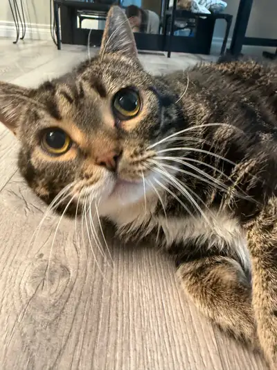 Sweet Senior Cat Gigi – Looking for Loving Home I’m looking to rehome my cat Gigi to a calm, loving...