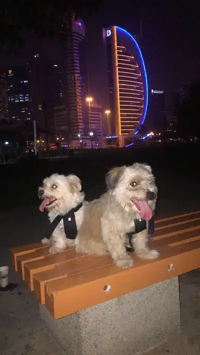 looking for rent