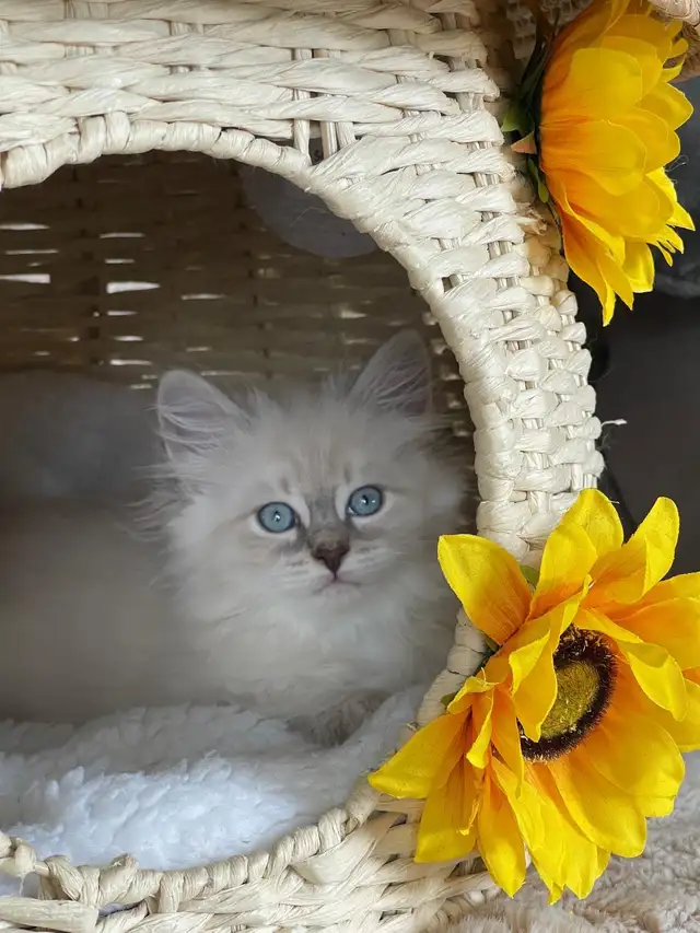 Siberian Neva Masquerade in Cats & Kittens for Rehoming in City of Toronto - Image 6