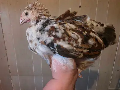 5 week old Cockerals and pullets , View more