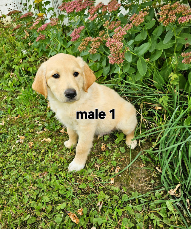 Golden Retriever/Border Collie puppies in Dogs & Puppies for Rehoming in Stratford
