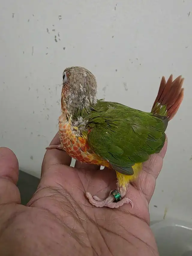 Hand raised friendly Yellow sided & Pineapple conure babies | Birds for ...