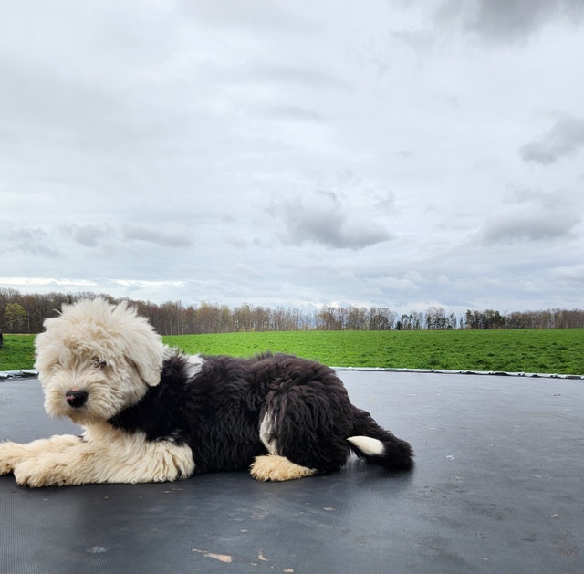 Old English Sheepdog Dogs & Puppies for Rehoming Norfolk County