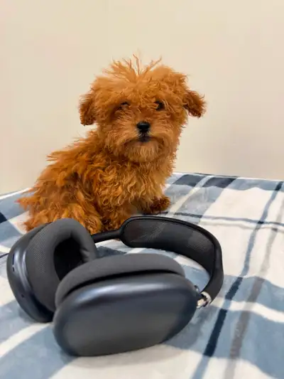 Maltipoo puppy, View more