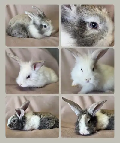 3 very friendly bunnies, View more