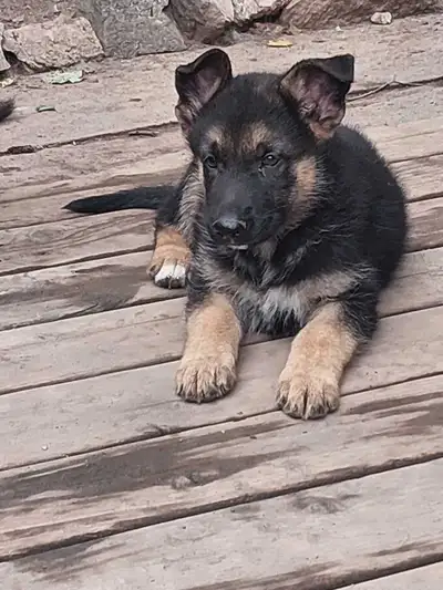German Sheppard puppies , View more