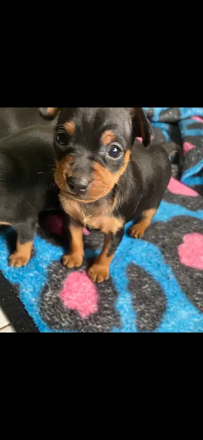 les pinscher sont arrivés 2 mâle 1  femelles, View more