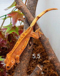 Juvenile crested Gecko 