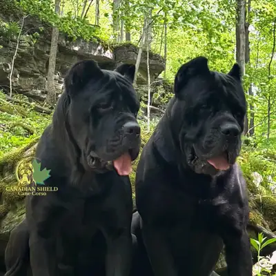 One of Canada’s TOP breeders since 2018! Home to Canada’s TOP Show dogs for the breed and achieving...