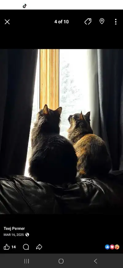 sister cats , View more