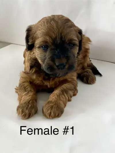 Miniature Schnoodle Puppies, View more