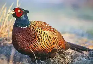 looking for pheasants , View more