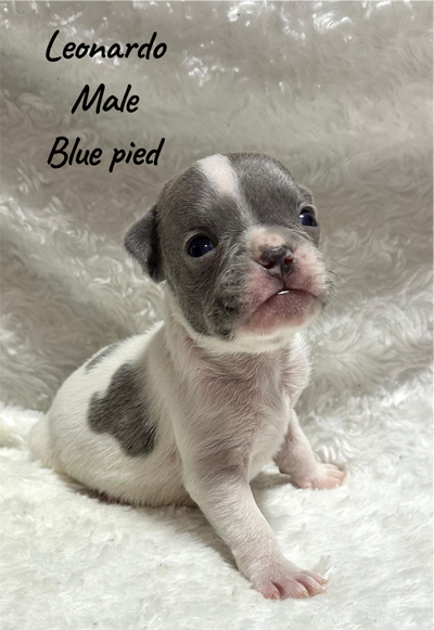 FRENCHBULL DOG PUPPIES, View more