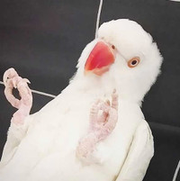 Albino Indian Ringneck Parrot with cage and accessories 