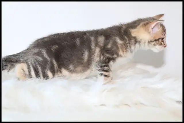 Adorable petit chaton femelle • croisée Bengal in Cats & Kittens for Rehoming in Lévis - Image 7