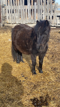 Black pony mare 