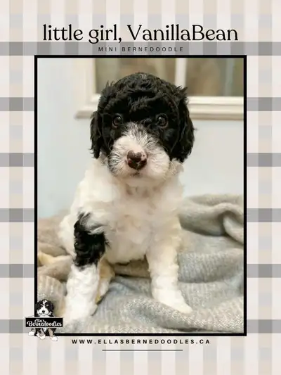 MINI BERNEDOODLES, View more