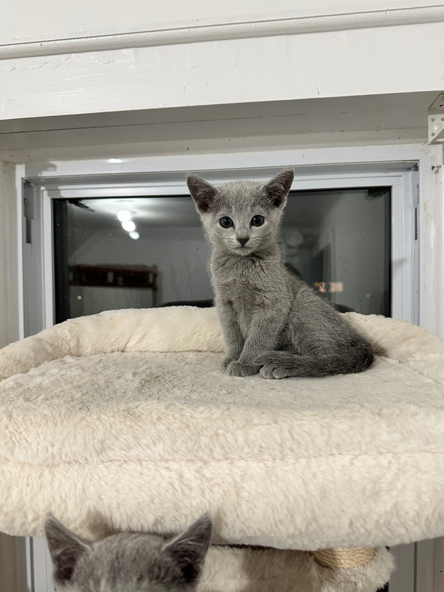 2 M & 1 F left TICA Purebred Russian Blues  in Cats & Kittens for Rehoming in Barrie - Image 3
