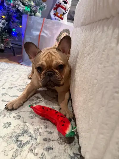 french bulldog, View more
