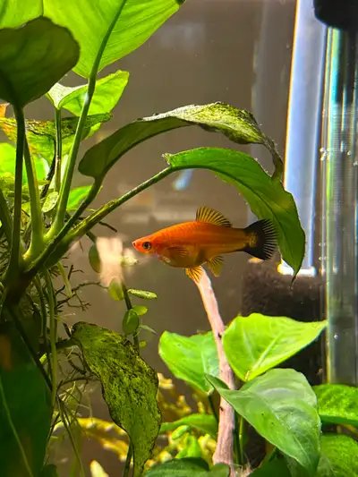 Swordtail breeding pair, View more
