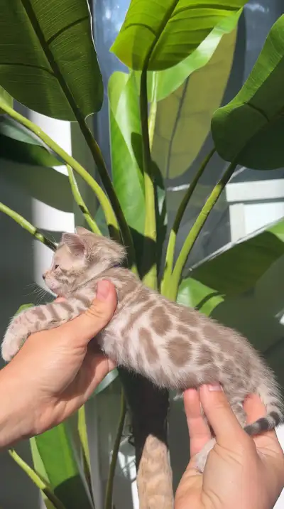 Bengal Kittens  snow, View more