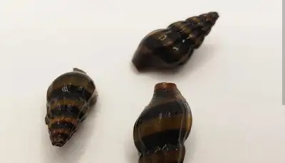 assassin snails, View more
