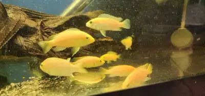 juvenile electric yellow labs chiclids, View more