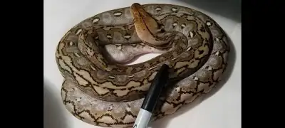 Serpents Superdwarf (Ternate, Karompa, Siau), View more