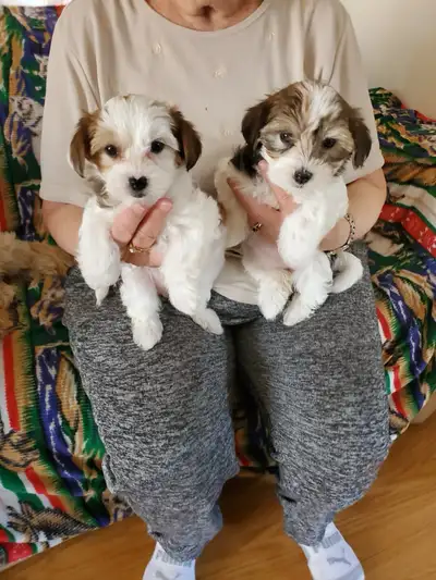 Beautiful Morkies, View more