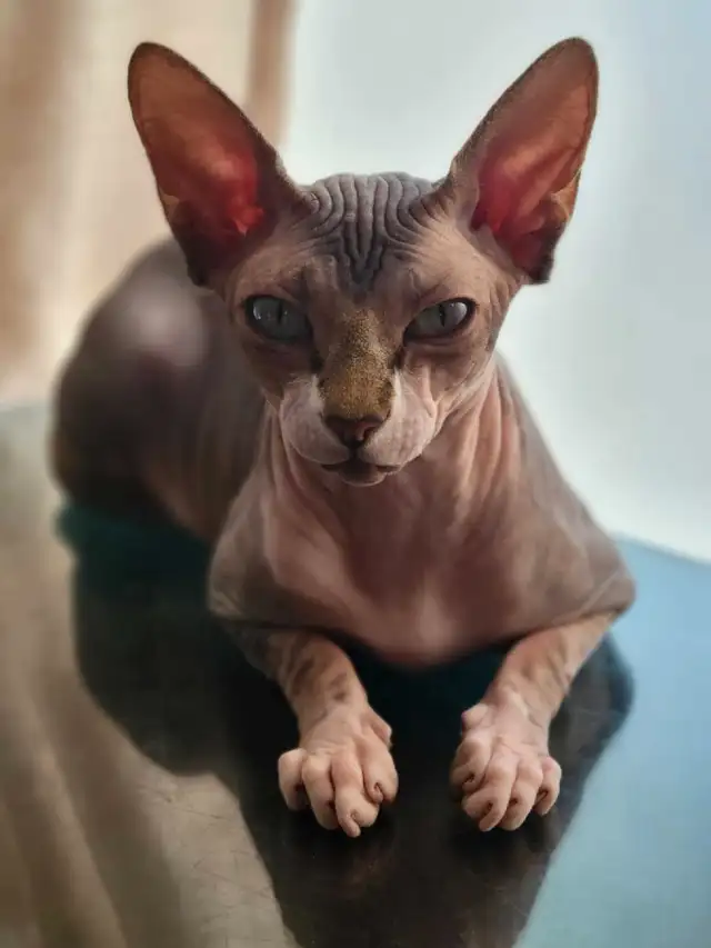 Sphynx kittens - 3 males left! in Cats & Kittens for Rehoming in St. Albert - Image 8