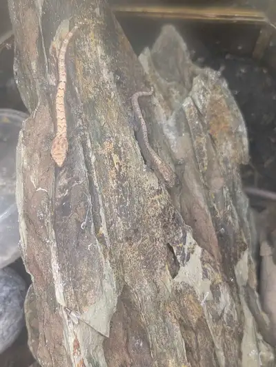 baby mourning geckos, View more