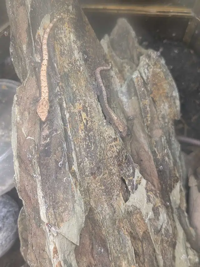 baby mourning geckos in Reptiles & Amphibians for Rehoming in Hamilton - Image 2