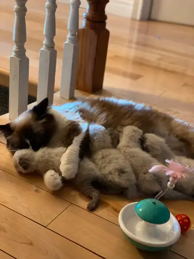Ragdoll/Siamese Mix Kittens – Born March 28th! $400, View more