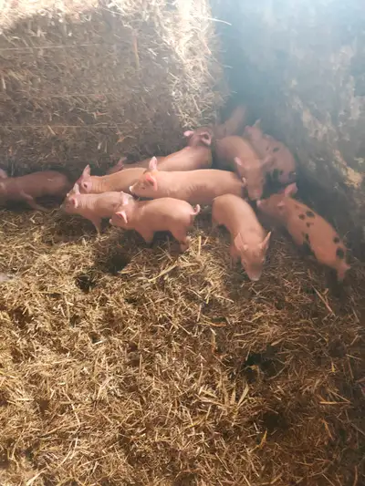 Tamworth weaner pigs, View more