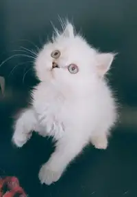 Scottish British white point male kitten longhair, blue eyes