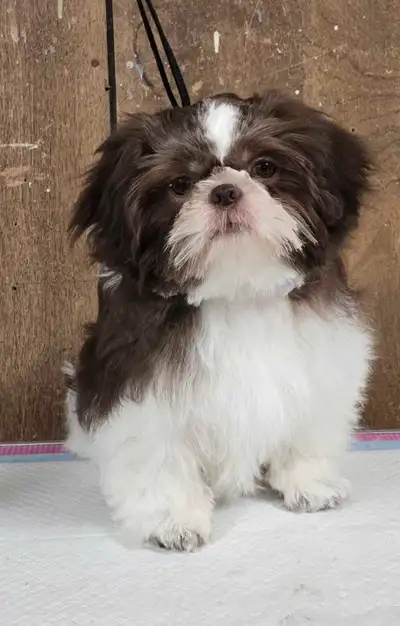 prêts a partir ! shih tzu PURS enregistrés CKC, View more