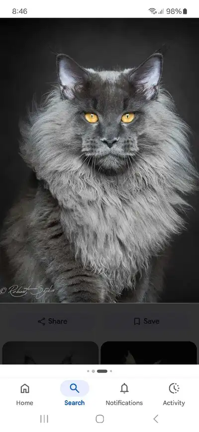 Looking for a  Maine coon kitten , View more