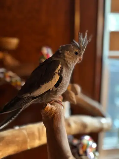 Baby Female Cockatiel, View more