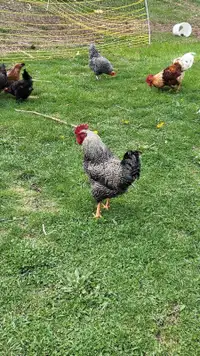 Rooster for sale 