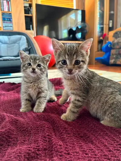 Chaton a vendre, View more