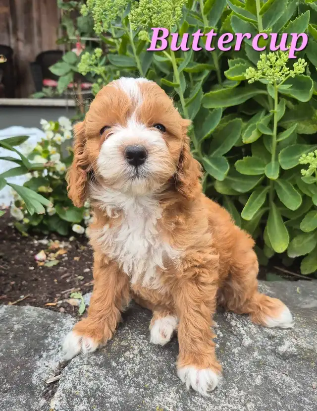 BEAUTIFUL COCKAPOO PUPPIES!!! in Dogs & Puppies for Rehoming in Kitchener / Waterloo - Image 4