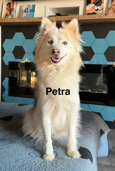 Adult Pomskies that Need Loving Families, View more