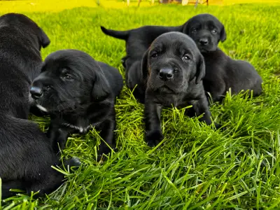 Lab puppies born may 13th 1 black female, 6 black males available , pups will come with first shots...