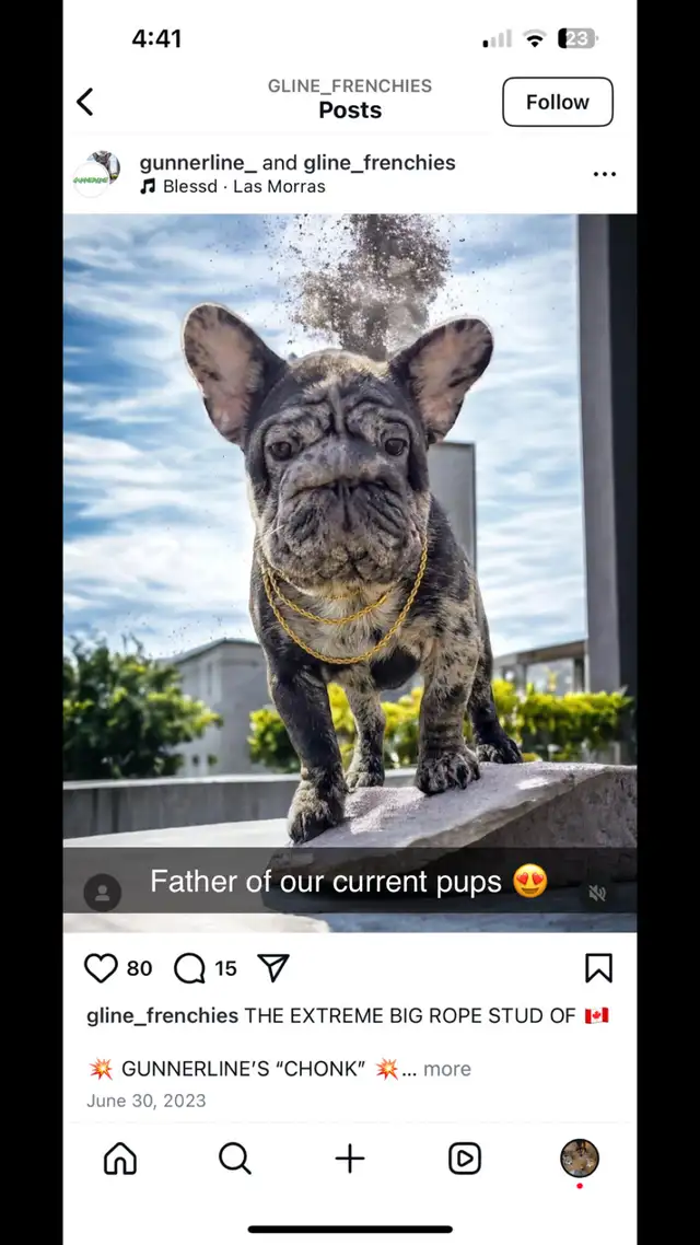 Fluffy Merle Big Rope Frenchies in Animal & Pet Services in North Bay - Image 4