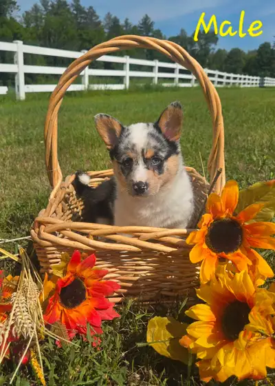 Corgi Puppies!, View more
